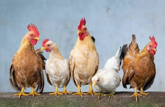Toyuq saxlayanların DİQQƏTİNƏ! Sabahdan etibarən bunu etməyənlər cərimələnəcək