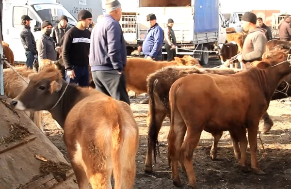 Mal bazarında şok fırıldaq: Aldığı inəyə görün nə etdilər&nbsp; &nbsp;— VİDEO