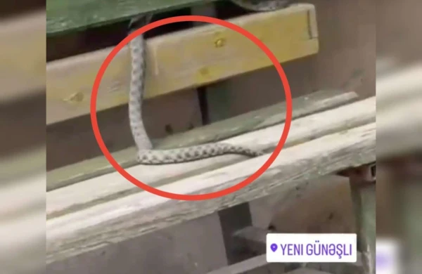 Yeni Günəşlini ilan basıb - VİDEO&nbsp;