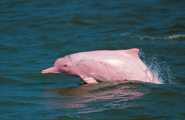 Nadir çəhrayı delfin olan Pinki yenidən üzə çıxdı