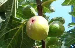 Qadın sağlamlığı və həzm sistemi üçün ƏNCİRİN FAYDALARI&nbsp;&nbsp;