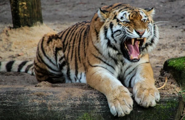 Zooparkda pələng kişiyə hücum etdi - Hadisə yerindən VİDEO