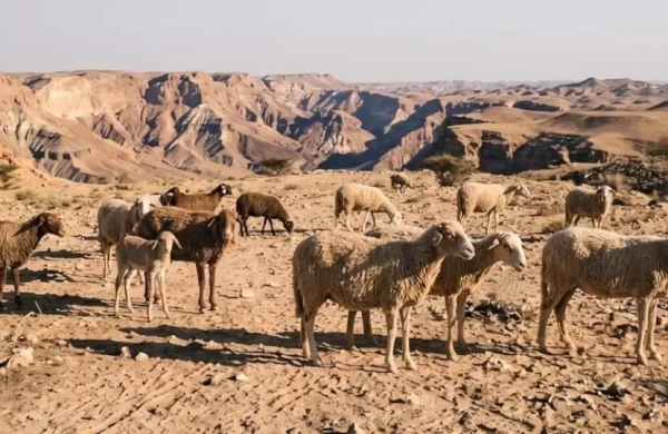 Səhraya buraxılan 15 qoyun 35 il sonra imkansızı bacardı 