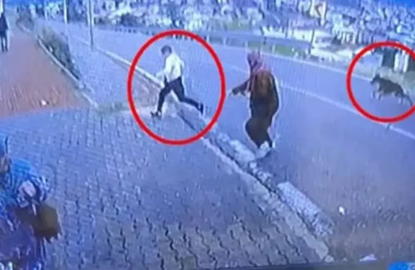 İtdən qaçarkən ayağı sındı -HADİSƏ ANI