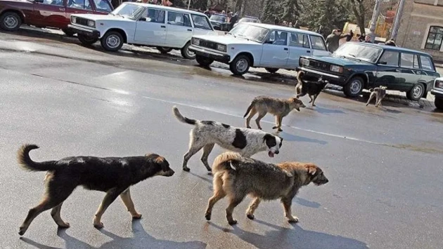 Şəhərdəki sahibsiz küçə itləri ilə necə davranmalı? - Ekspertlər DANIŞIR&nbsp;&nbsp;