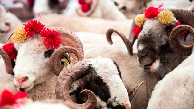Vəfat etmiş şəxsin adına qurban kəsilə bilərmi? – AÇIQLAMA  