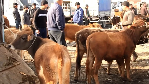 Mal bazarında şok fırıldaq: Aldığı inəyə görün nə etdilər&nbsp; &nbsp;— VİDEO