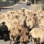 Göygöldə 11,8 min manatlıq heyvan oğurluğu&nbsp;&nbsp;