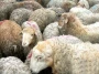 Qurban ətindən kabab etmək olarmı? 