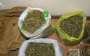 Zabux kəndində 1 ton narkotik bitki məhv edilib&nbsp;