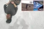 Mossad agentinin İranda tutulduğu an! - Onun maşından çıxanlar dəhşətə gətirdi 