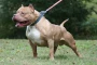 Pitbul qadını parçaladı - Həssas görüntülər 