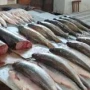 Xaricdən kiloqramı 2 manata alınan balıq niyə 35 manata satılır? – VİDEO