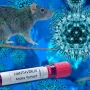 Dəhşətli virusa yoluxmamaq üçün bunları edin - XƏBƏRDARLIQ 