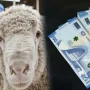 ŞAD XƏBƏR: Qurban bayramında bu ailələrə maddi yardım veriləcək?
