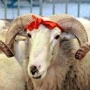 Bu şəxslərin qurbanı qəbul olunmur — Haram sayılan məqamlar