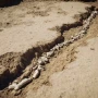 Qazaxıstanda dinozavr qalıqları tapılıb&nbsp;