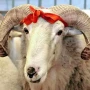 Hansı heyvanlardan qurban kəsilə bilər? – Din xadimindən açıqlama&nbsp;&nbsp;