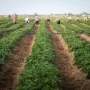 Tarlada tonlarla məhsul məhv olur, bazarda qiymətlər rekord qırır - Kimdir günahkar?