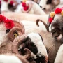 Vəfat etmiş şəxsin adına qurban kəsilə bilərmi? – AÇIQLAMA  