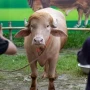 "Donald Tramp"ı qurban kəsmək istədilər, lakin... 