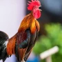 Xoruzların səhərlər niyə banladığını bilirdinizmi?