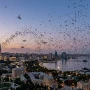Bakı sakinləri təşvişdə: yayılan bu sirli həşərat nədir?&nbsp;