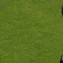 Futbolçu hakimin saatını oğurlayıb qoluna taxdı - DÇ-də qəribə hadisə