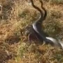 İsti hava nəhəng ilanları ÜZƏ ÇIXARDI