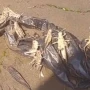 Azərbaycanda çəyirtkə artımının səbəbi açıqlandı