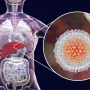 Hepatit B və C arasında fərq nədir? – Mütəxəssis izah etdi