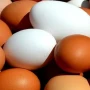 Bu ölkədə yumurtalarla bağlı xəbərdarlıq: Yüzlərlə insan xəstəxanaya yerləşdirildi