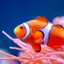 Nemo balıqlarının təbiətdəki inanılmaz qaydası&nbsp;&nbsp;