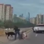 Bakıda sahibsiz it uşaqlı qadına hücum etdi - Video&nbsp;