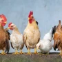 Toyuq saxlayanların DİQQƏTİNƏ! Sabahdan etibarən bunu etməyənlər cərimələnəcək