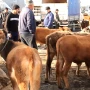 Mal bazarında şok fırıldaq: Aldığı inəyə görün nə etdilər&nbsp; &nbsp;— VİDEO