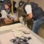 Masaj salonunda əməliyyat: Xeyli sayda fahişə tutuldu