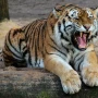 Zooparkda pələng kişiyə hücum etdi - Hadisə yerindən VİDEO