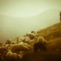 Azərbaycanlı çoban Ermənistan ərazisinə keçib&nbsp;
